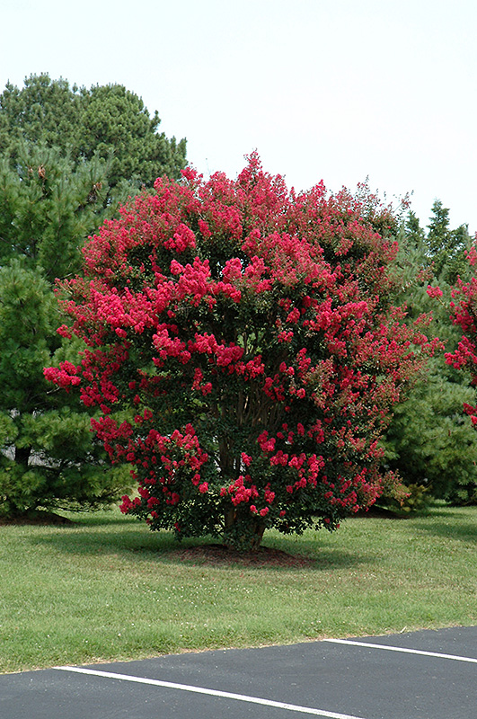 Arapaho Crapemyrtle (Lagerstroemia 'Arapaho') at Roger's Gardens