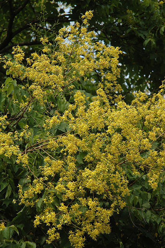 Golden Rain Tree (Koelreuteria paniculata) at Roger's Gardens