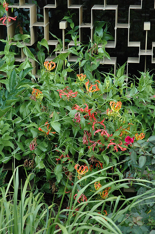 Gloriosa Lily (Gloriosa superba) at Roger's Gardens