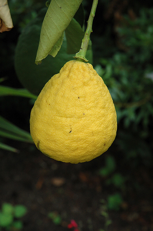 Ponderosa Lemon (Citrus 'Ponderosa') at Roger's Gardens