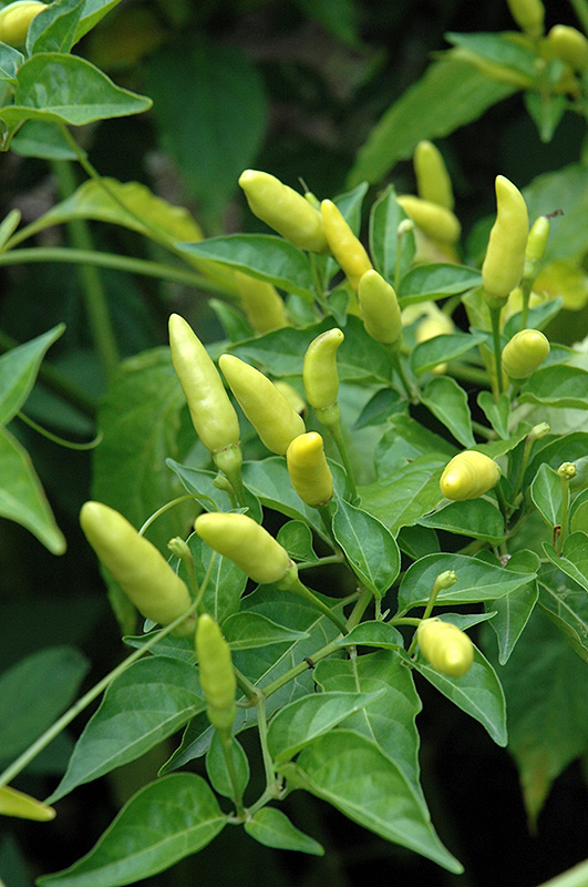 Tabasco Pepper (Capsicum frutescens 'Tabasco') at Roger's Gardens