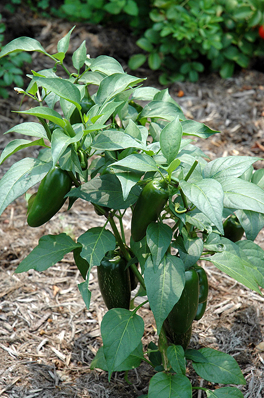 Jalapeno Pepper (Capsicum annuum 'Jalapeno') at Roger's Gardens