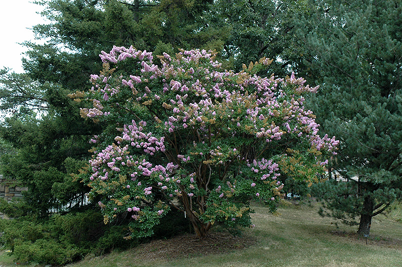 Yuma Crapemyrtle (Lagerstroemia 'Yuma') at Roger's Gardens