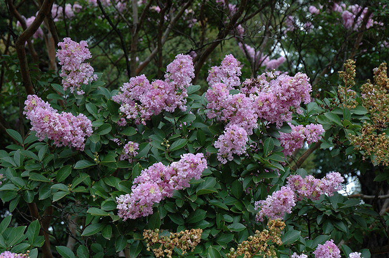 Yuma Crapemyrtle (Lagerstroemia 'Yuma') at Roger's Gardens