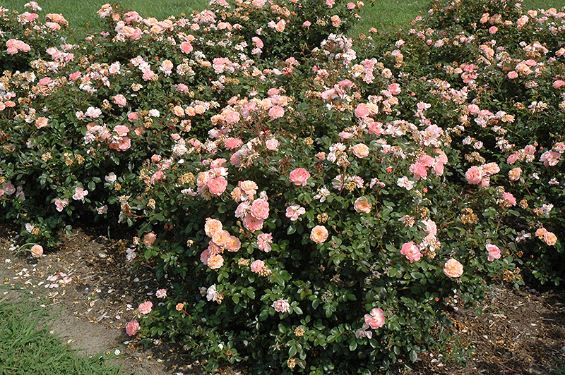 Apricot Drift Rose (Rosa 'Meimirrote') at Roger's Gardens