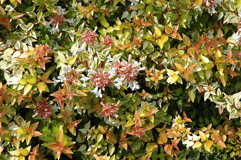 Kaleidoscope Abelia (Abelia x grandiflora 'Kaleidoscope') at Roger's Gardens