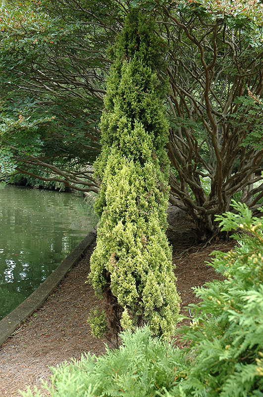 Swane's Golden Italian Cypress (Cupressus sempervirens 'Swane's Golden') at Roger's Gardens