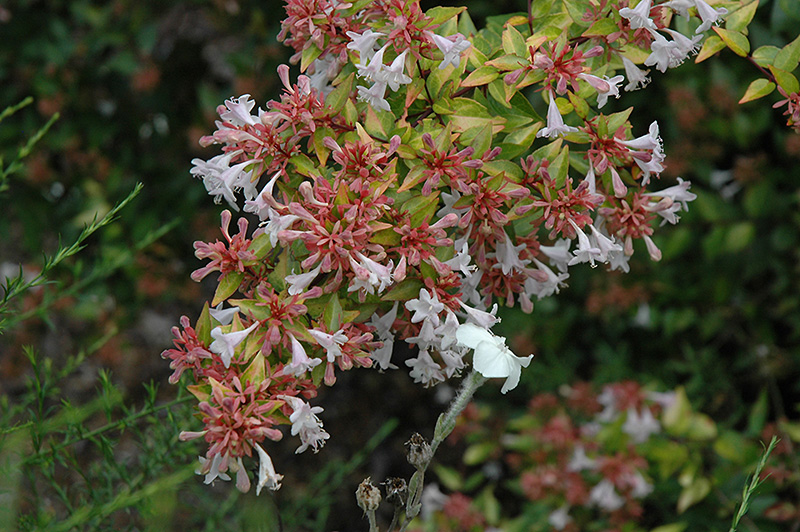 Francis Mason Abelia (Abelia x grandiflora 'Francis Mason') at Roger's Gardens