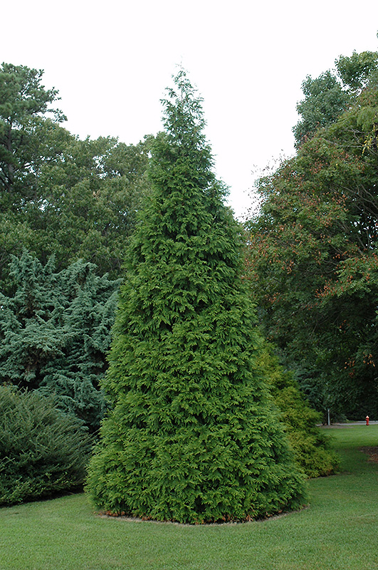 Green Giant Arborvitae (Thuja 'Green Giant') at Roger's Gardens