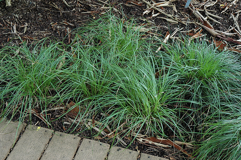 European Grey Sedge (Carex divulsa) at Roger's Gardens
