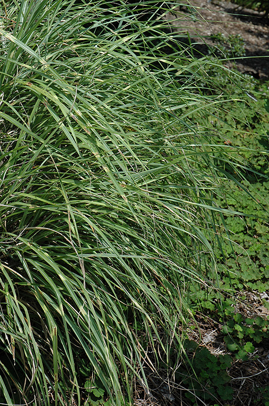 Little Zebra Dwarf Maiden Grass (Miscanthus sinensis 'Little Zebra') at Roger's Gardens