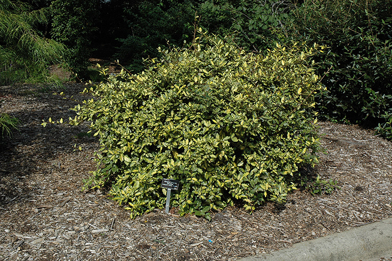 Variegated Silverberry (Elaeagnus pungens 'Maculata') at Roger's Gardens