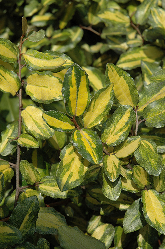 Variegated Silverberry (Elaeagnus pungens 'Maculata') at Roger's Gardens