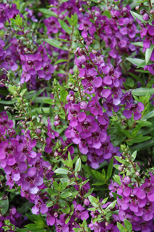 Archangel Dark Purple Angelonia (Angelonia angustifolia 'Archangel Dark Purple') at Roger's Gardens