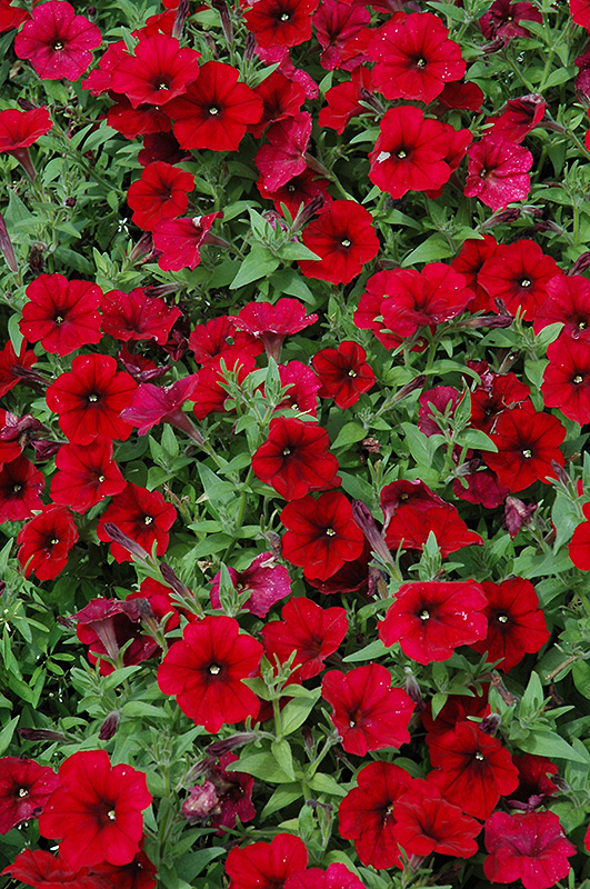 Easy Wave Red Velour Petunia (Petunia 'Easy Wave Red Velour') at Roger's Gardens