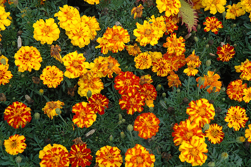 Durango Bolero Marigold (Tagetes patula 'Durango Bolero') at Roger's Gardens