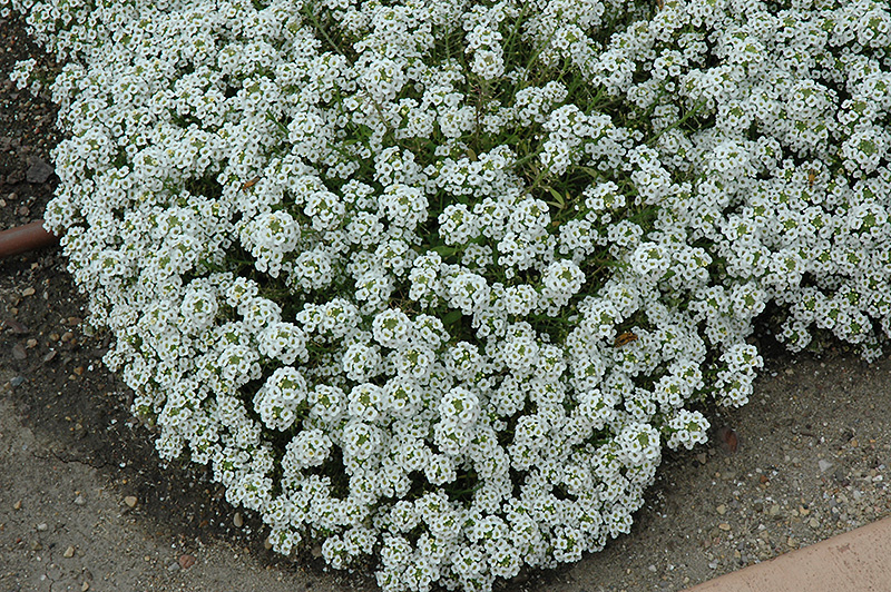 Clear Crystal White Sweet Alyssum (Lobularia maritima 'Clear Crystal White') at Roger's Gardens