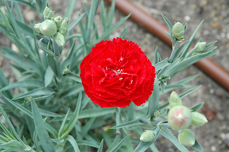 Can Can Scarlet Carnation (Dianthus caryophyllus 'Can Can Scarlet') at Roger's Gardens