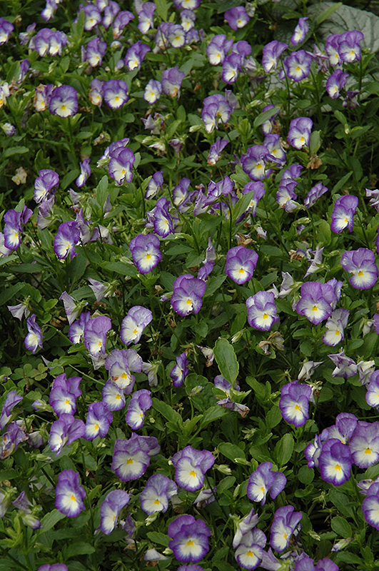 Halo Lilac Pansy (Viola cornuta 'Halo Lilac') at Roger's Gardens