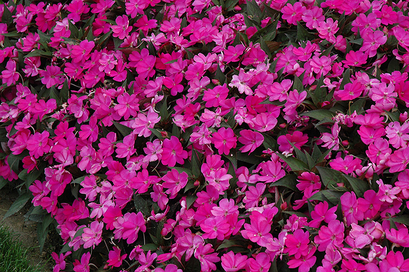 SunPatiens Compact Lilac New Guinea Impatiens (Impatiens 'SunPatiens Compact Lilac') at Roger's Gardens