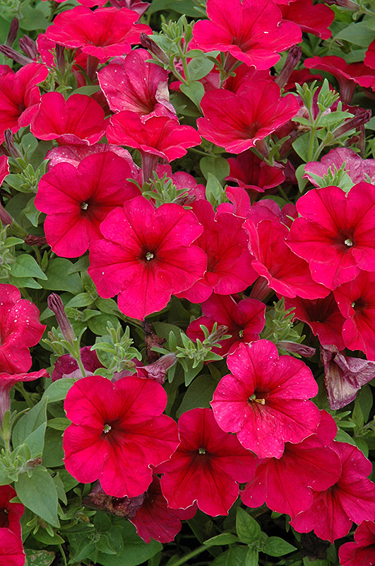 Easy Wave Berry Velour Petunia (Petunia 'Easy Wave Berry Velour') at Roger's Gardens