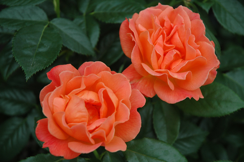 Livin' Easy Rose (Rosa 'HARwelcome') at Roger's Gardens