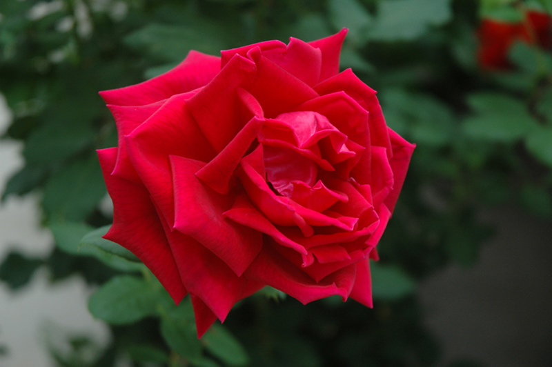 Crimson Glory Rose (Rosa 'Crimson Glory') at Roger's Gardens