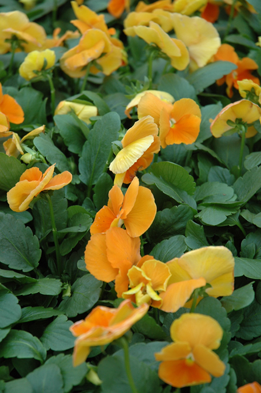Matrix Orange Pansy (Viola 'PAS491790') at Roger's Gardens