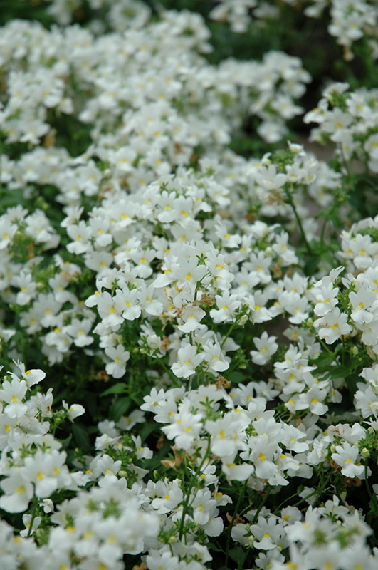 Aromatica White Nemesia (Nemesia 'Aromatica White') at Roger's Gardens
