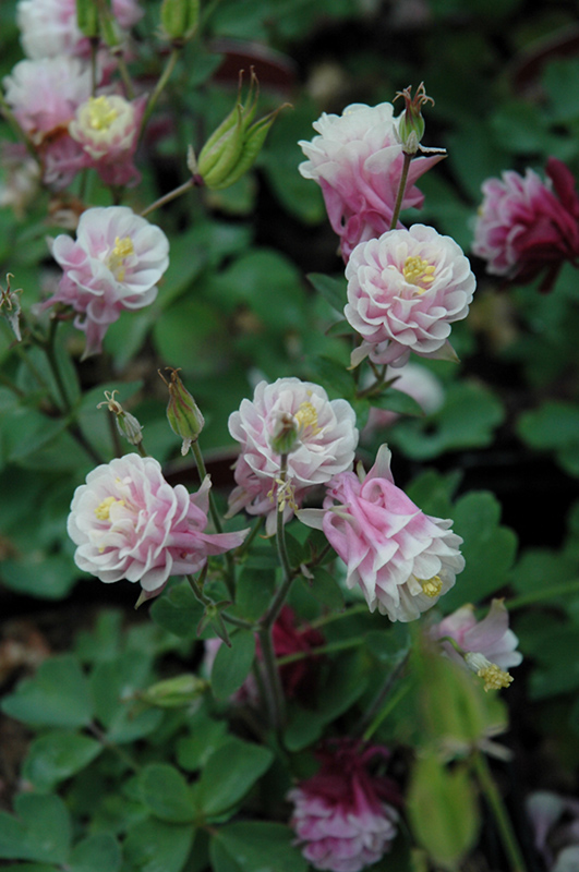 Winky Double Rose And White Columbine (Aquilegia 'Winky Double Rose And White') at Roger's Gardens