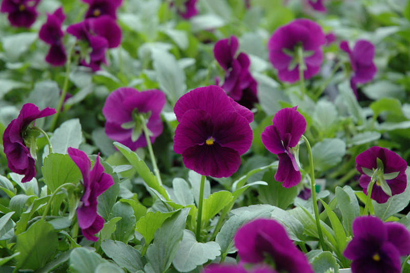 Cool Wave Purple Pansy (Viola x wittrockiana 'PAS1077343') at Roger's Gardens