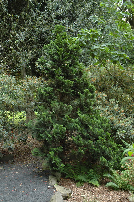 Nana Dwarf Hinoki Falsecypress (Chamaecyparis obtusa 'Nana') at Roger's Gardens