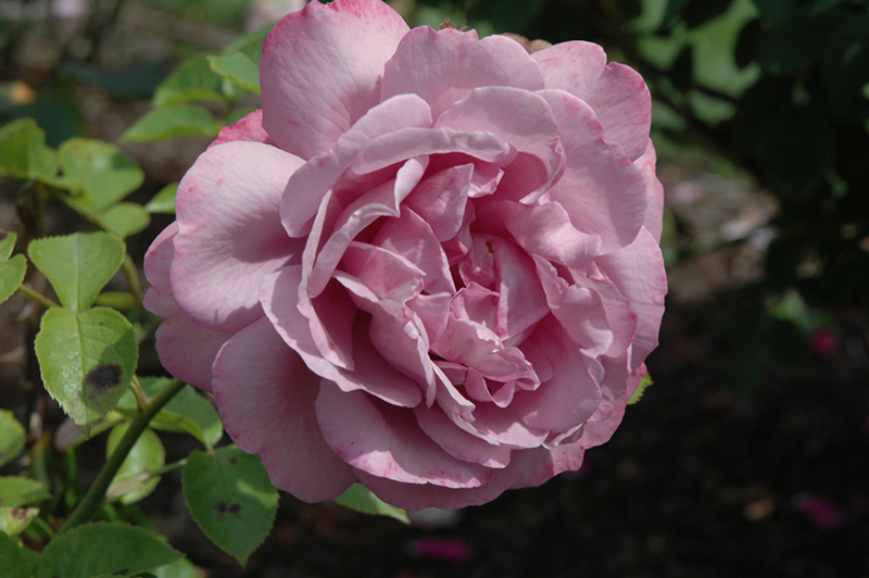 Heirloom Rose (Rosa 'Heirloom') at Roger's Gardens