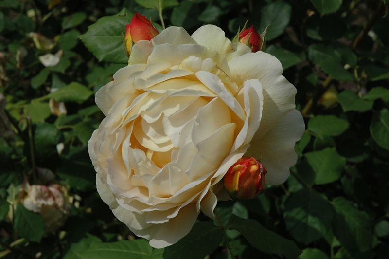 Golden Celebration Rose (Rosa 'Golden Celebration') at Roger's Gardens