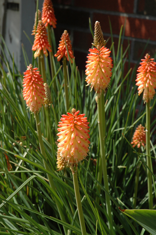 Creamsicle Torchlily (Kniphofia 'Creamsicle') at Roger's Gardens