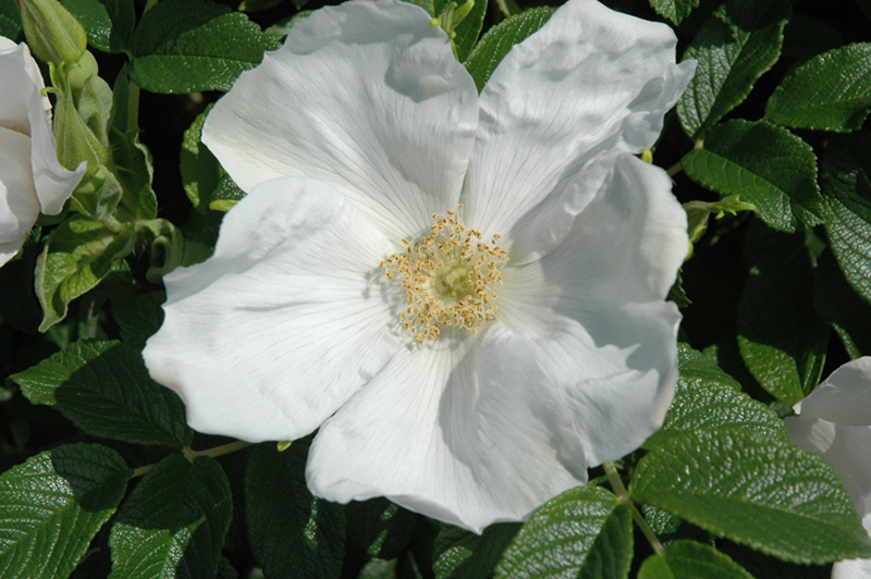 White Rugosa Rose (Rosa rugosa 'Alba') at Roger's Gardens