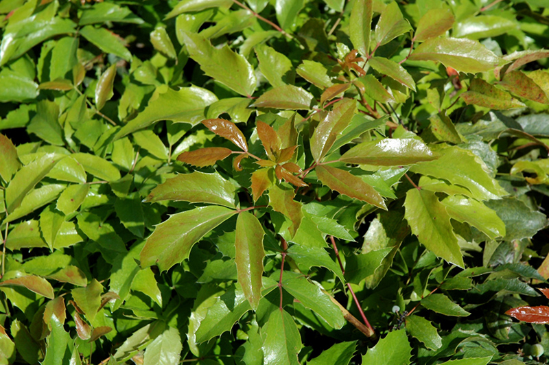 Compact Oregon Grape (Mahonia aquifolium 'Compactum') at Roger's Gardens