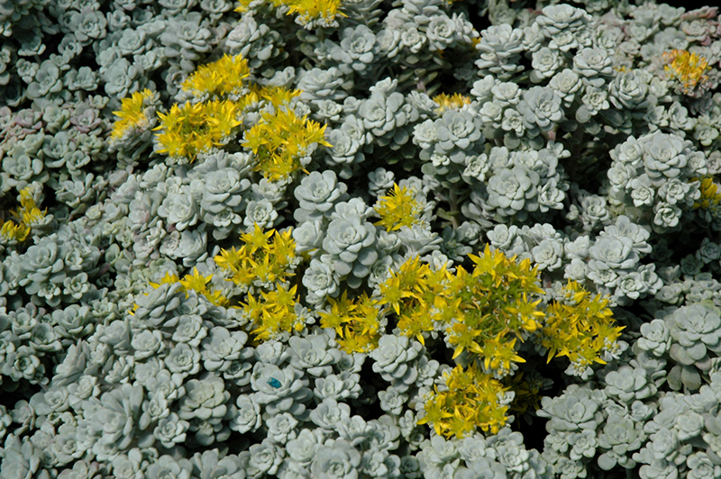Cape Blanco Stonecrop (Sedum spathulifolium 'Cape Blanco') at Roger's Gardens