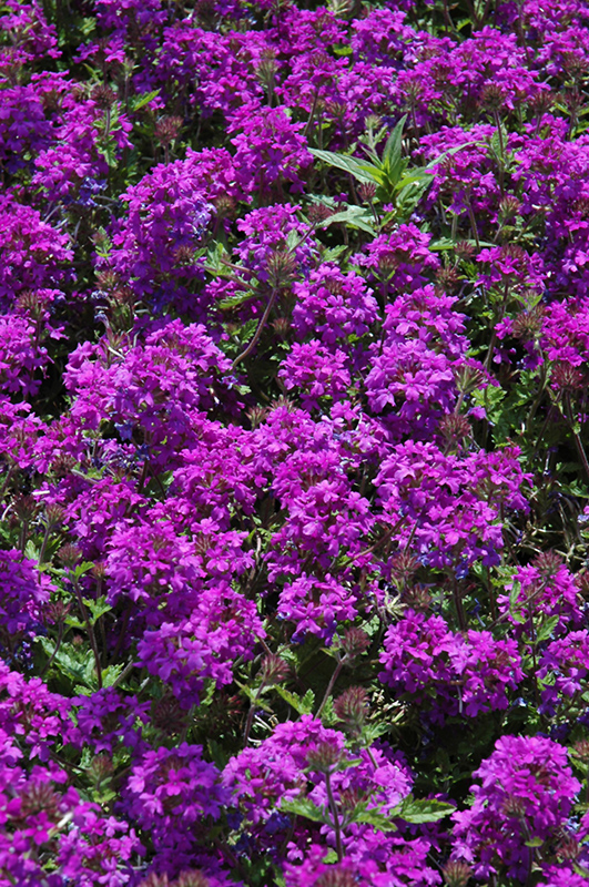 Homestead Purple Verbena (Verbena 'Homestead Purple') at Roger's Gardens