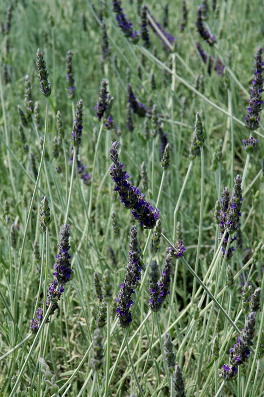Goodwin Creek Gray Lavender (Lavandula x ginginsii 'Goodwin Creek Gray') at Roger's Gardens