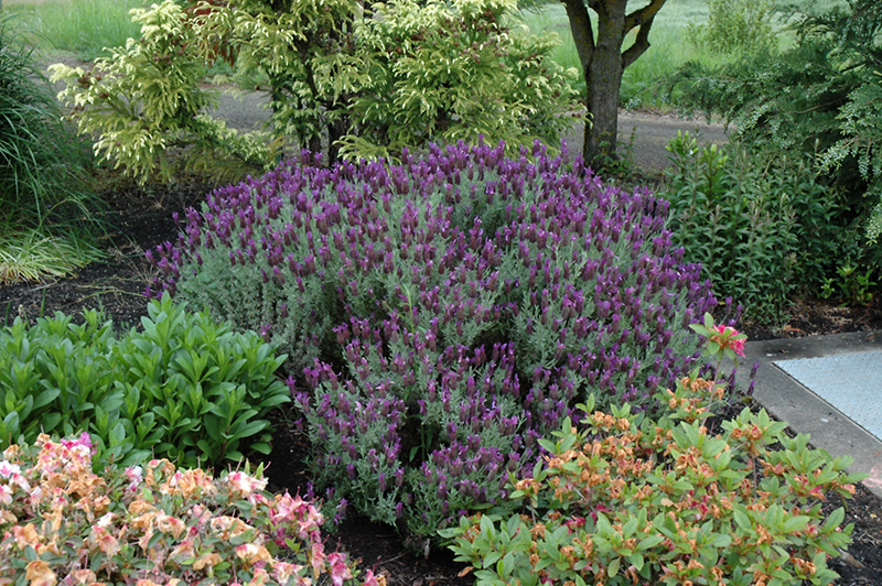 Anouk Supreme Spanish Lavender (Lavandula stoechas 'Anouk Supreme') at Roger's Gardens