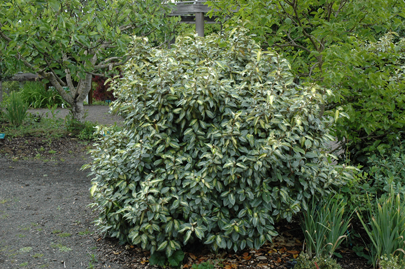 Variegated Silverberry (Elaeagnus pungens 'Aureomaculata') at Roger's Gardens