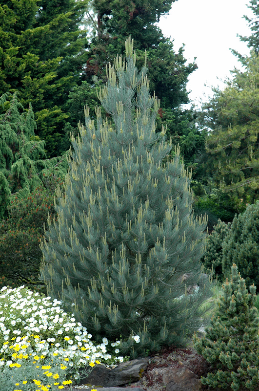 Singleleaf Pinyon Pine (Pinus monophylla) at Roger's Gardens