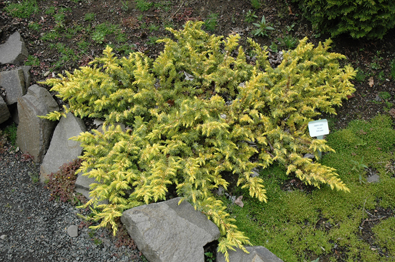 All Gold Shore Juniper (Juniperus conferta 'All Gold') at Roger's Gardens