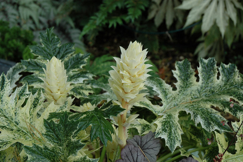 Whitewater Acanthus (Acanthus 'Whitewater') at Roger's Gardens