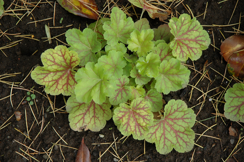 Electric Lime Coral Bells (Heuchera 'Electric Lime') at Roger's Gardens