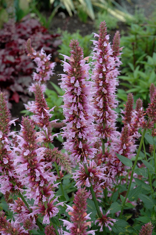 Cotton Candy Hyssop (Agastache 'Cotton Candy') at Roger's Gardens