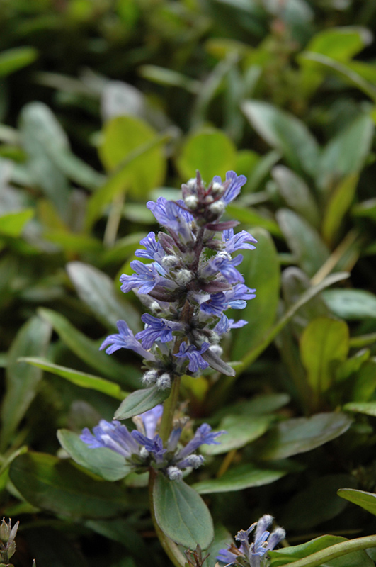 Blueberry Muffin Bugleweed (Ajuga reptans 'Blueberry Muffin') at Roger's Gardens