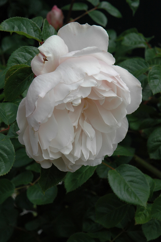 The Generous Gardener Rose (Rosa 'Ausdrawn') at Roger's Gardens
