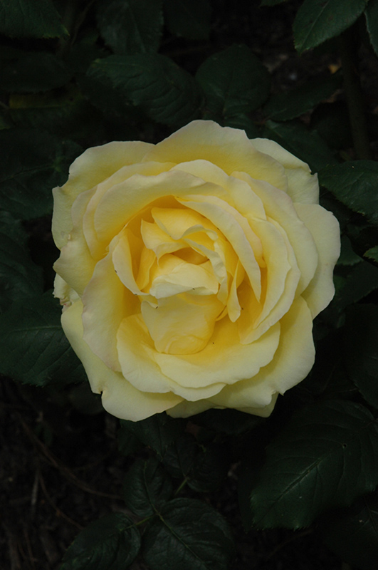 Easy Going Rose (Rosa 'HARflow') at Roger's Gardens